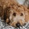 A dog laying on a bed at our townhomes for rent in Waldorf, MD, featuring white bedspread and a curly haired dog.